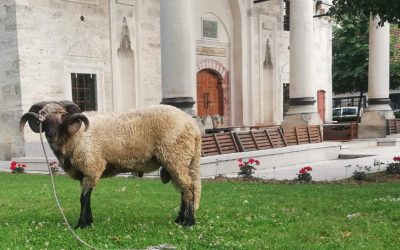 Kurban za vakifa Ferhat-pašu Sokolovića i reisu-l-ulemu Ibrahim- ef. Maglajlića